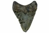 Bargain, Fossil Megalodon Tooth - North Carolina #351763-1